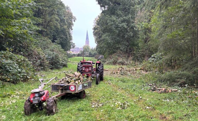 Brandhout te koop